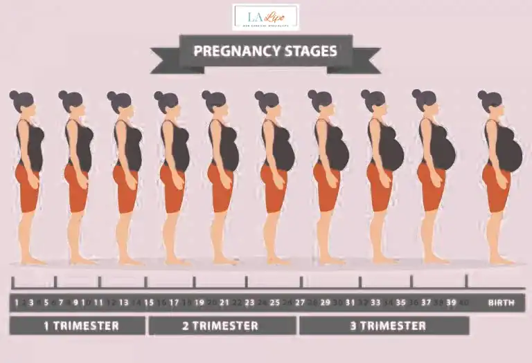 First Trimester (Weeks 1–12): Early Changes You Might Not Notice Hitchin